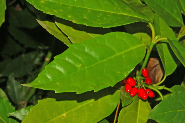 Delle bacche rosse - Aucuba Japonica